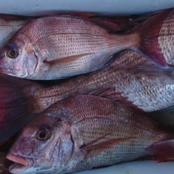 遊漁船 家入 釣果