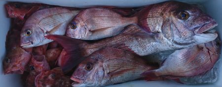 遊漁船 家入 釣果