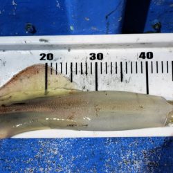 海龍丸（石川） 釣果