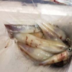 海龍丸（石川） 釣果