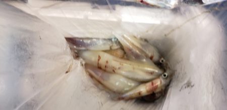 海龍丸（石川） 釣果