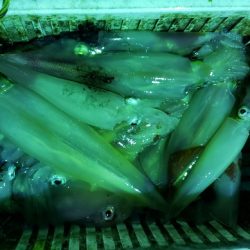 海龍丸（石川） 釣果