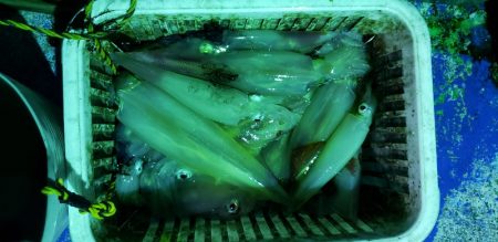 海龍丸（石川） 釣果