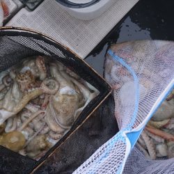 遊漁船 家入 釣果