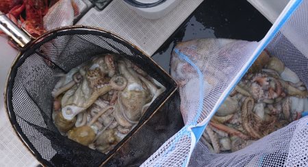 遊漁船 家入 釣果