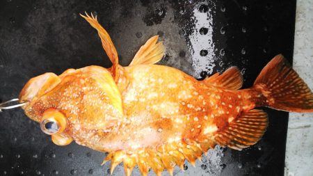 第二龍勢丸 釣果