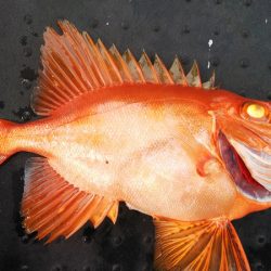 第二龍勢丸 釣果