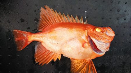 第二龍勢丸 釣果