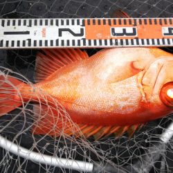 第二龍勢丸 釣果