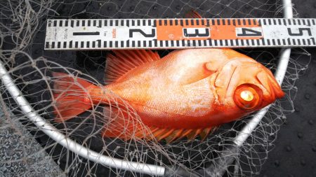 第二龍勢丸 釣果