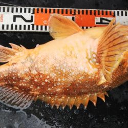 第二龍勢丸 釣果