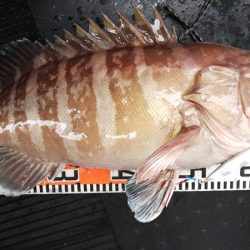 第二龍勢丸 釣果