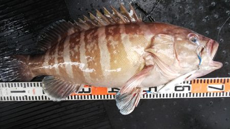 第二龍勢丸 釣果