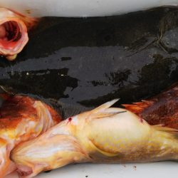 第二龍勢丸 釣果