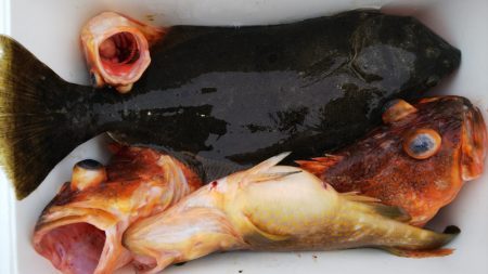 第二龍勢丸 釣果