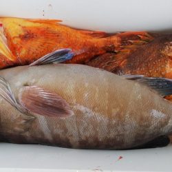 第二龍勢丸 釣果