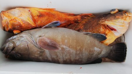 第二龍勢丸 釣果