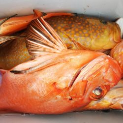 第二龍勢丸 釣果