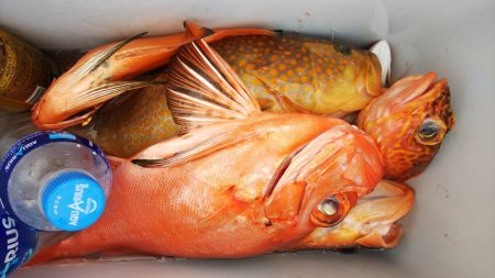 第二龍勢丸 釣果