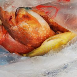 第二龍勢丸 釣果