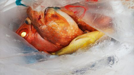 第二龍勢丸 釣果