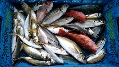 小島丸 釣果