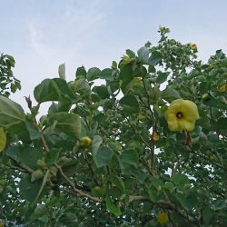 遊漁船 家入 釣果