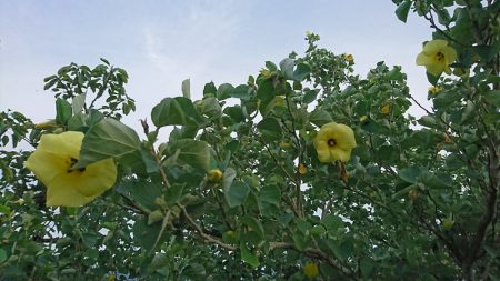 遊漁船 家入 釣果