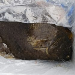 第二龍勢丸 釣果