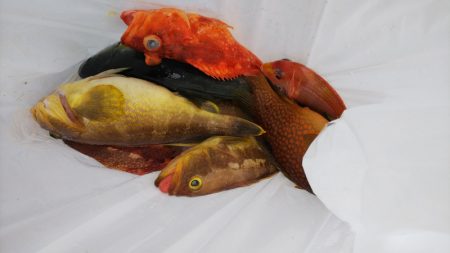 第二龍勢丸 釣果