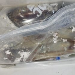 第二龍勢丸 釣果