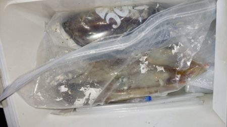 第二龍勢丸 釣果