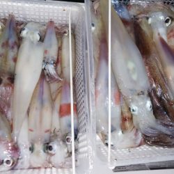 第二龍勢丸 釣果