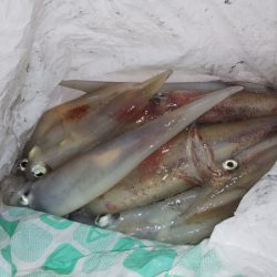 第二龍勢丸 釣果