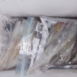 第二龍勢丸 釣果