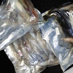 第二龍勢丸 釣果