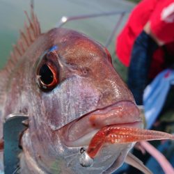 シースナイパー海龍 釣果
