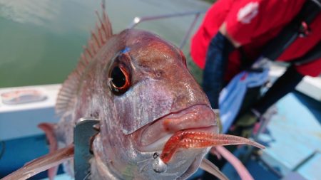 シースナイパー海龍 釣果