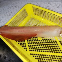 第二龍勢丸 釣果