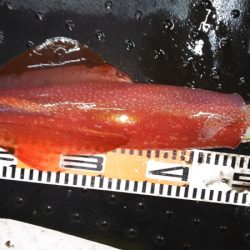 第二龍勢丸 釣果