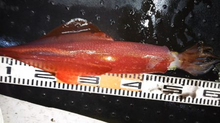 第二龍勢丸 釣果