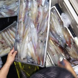 第二龍勢丸 釣果