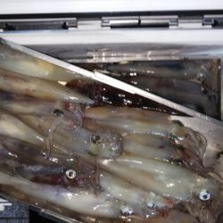 第二龍勢丸 釣果