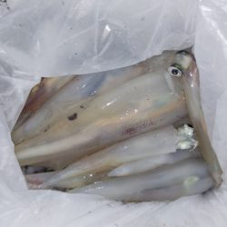 第二龍勢丸 釣果