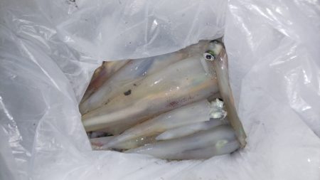 第二龍勢丸 釣果