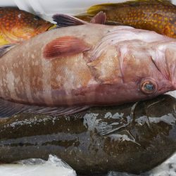 第二龍勢丸 釣果