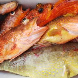 第二龍勢丸 釣果