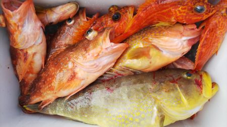 第二龍勢丸 釣果