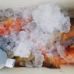 第二龍勢丸 釣果