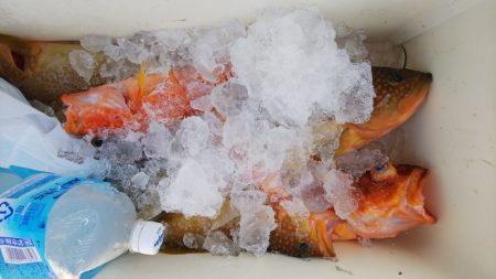 第二龍勢丸 釣果